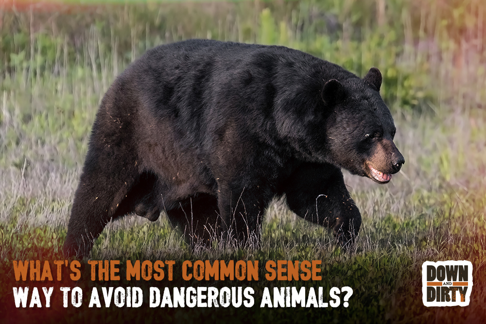 What’s the most common sense way to avoid dangerous animals?