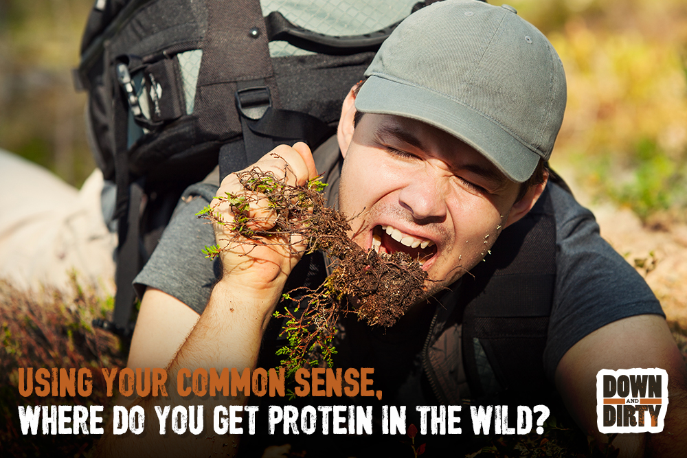 Using your common sense, where do you get protein in the wild?